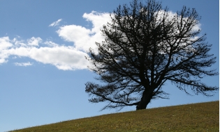 árbol